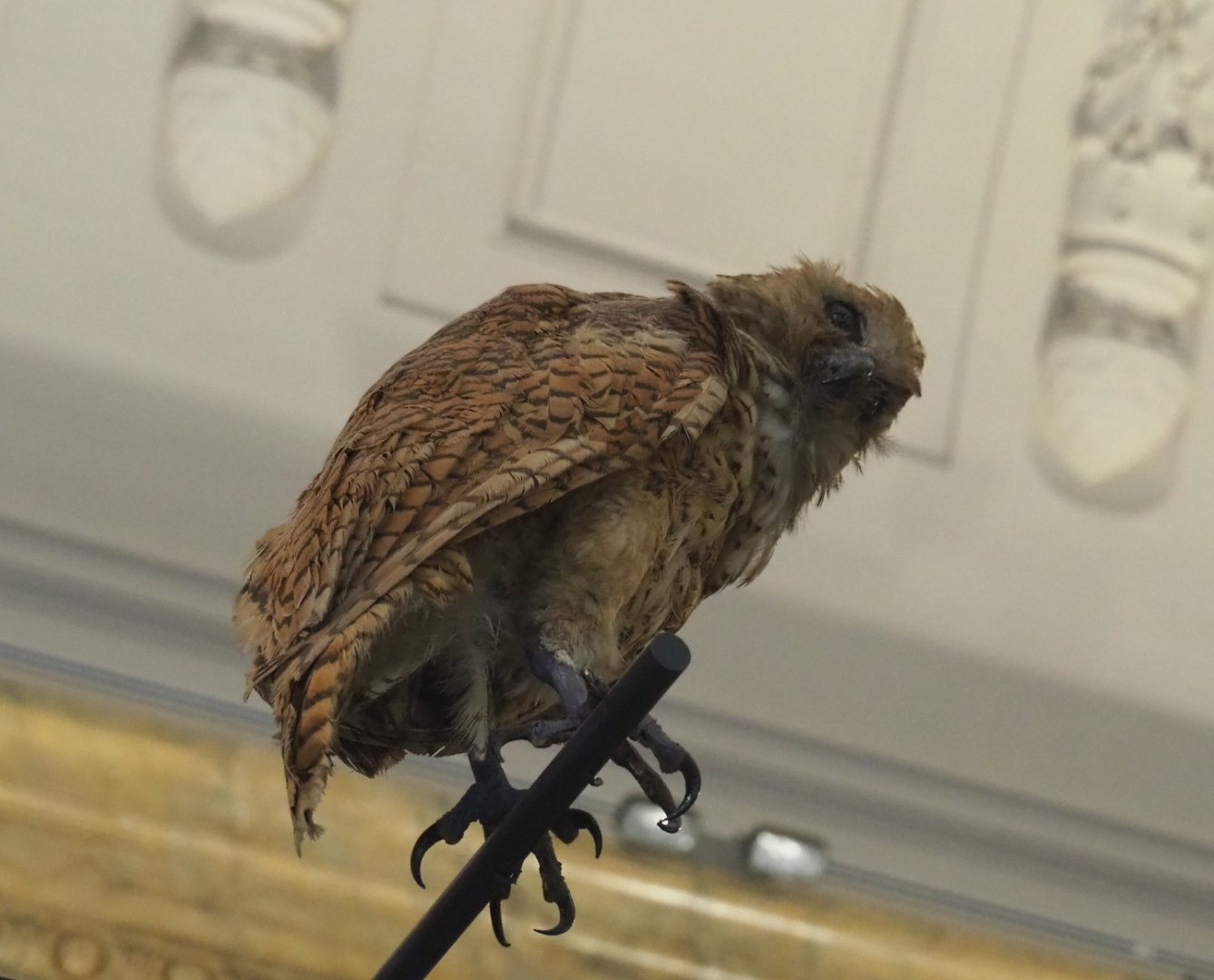 Pel's fishing owl (Scotopelia peli) specimen, 2021-10-20