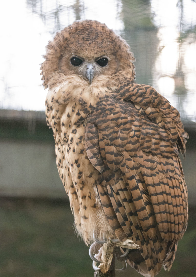 Pel's fishing-owl (Scotopelia peli)