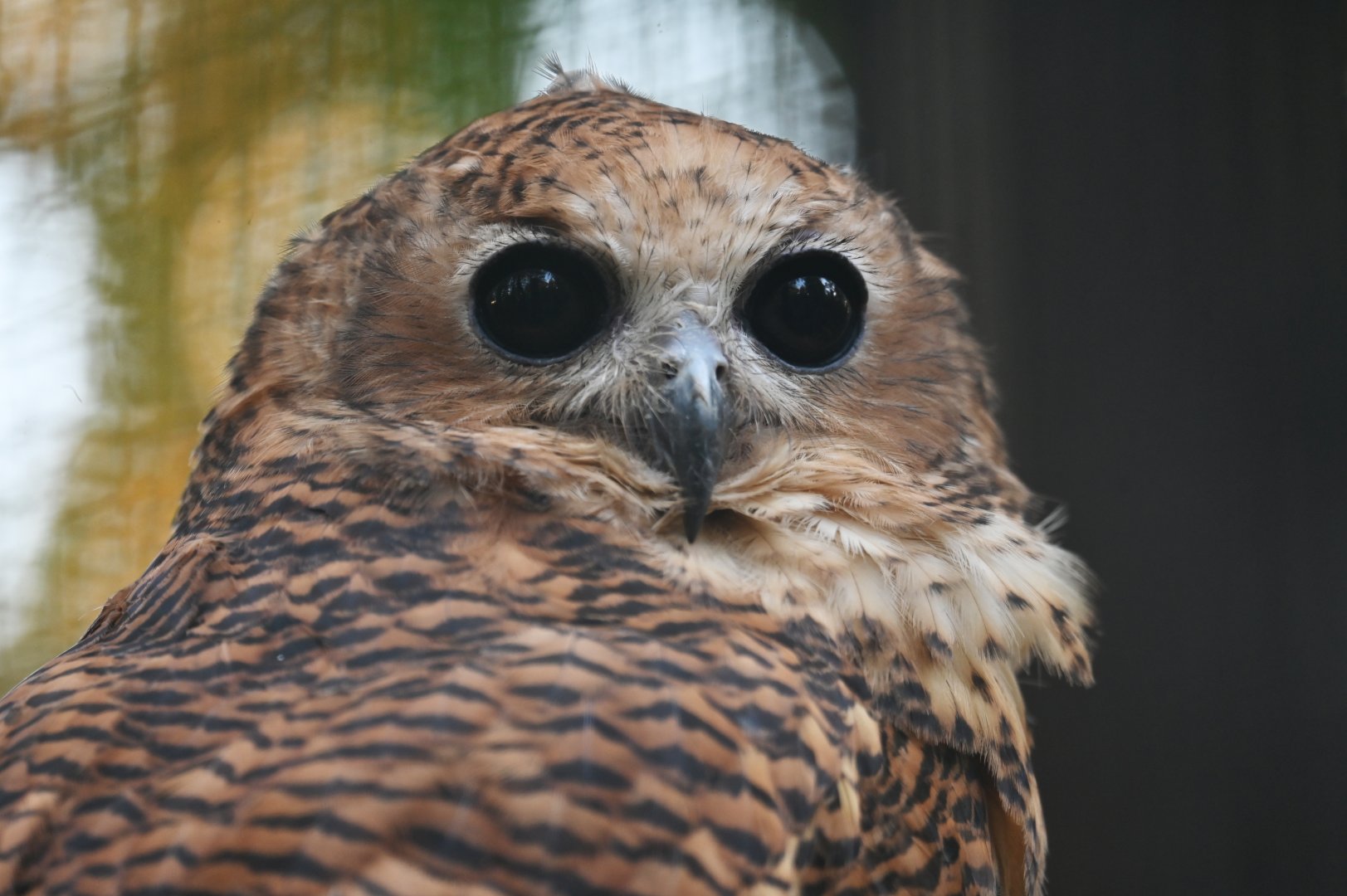Pel's fishing owl Scotopelia peli