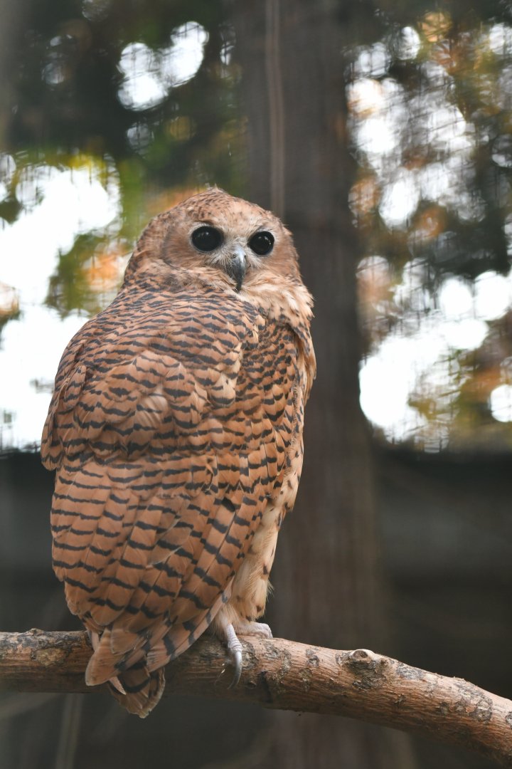Pel's fishing owl Scotopelia peli