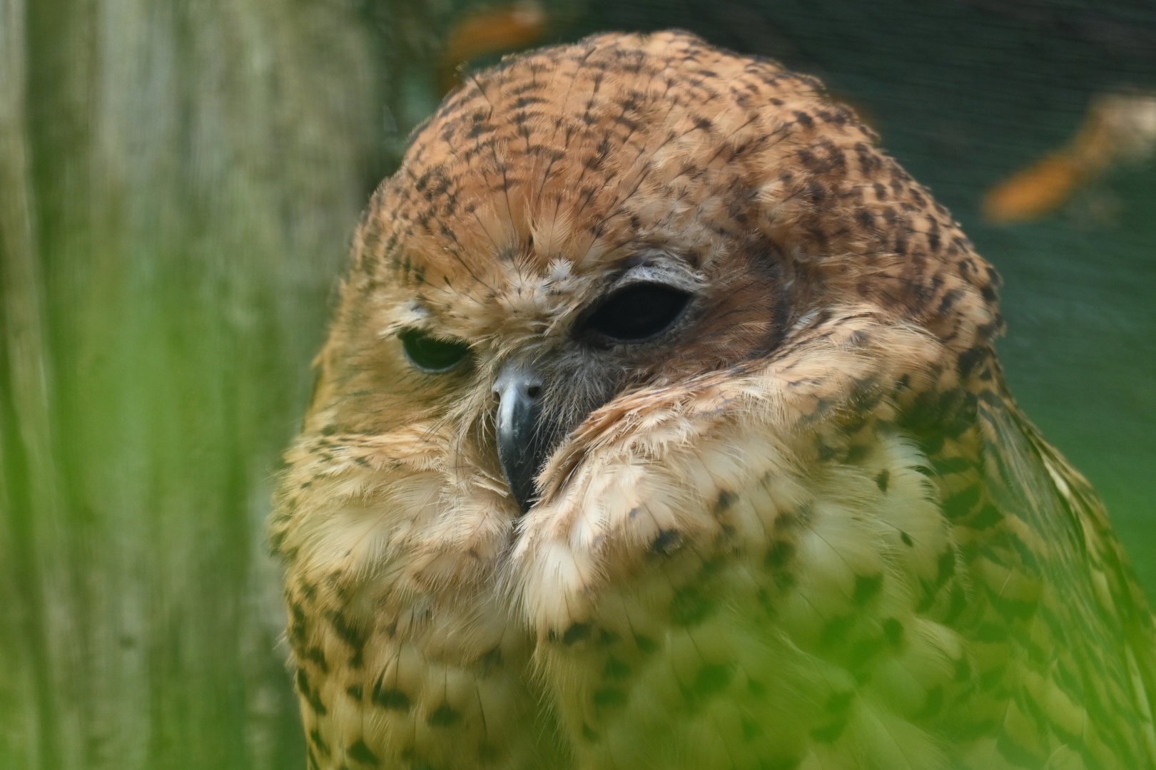 Pel's fishing owl Scotopelia peli