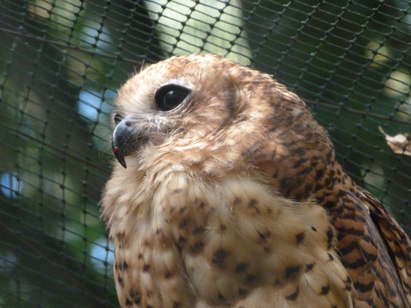 Pel's fishing-owl -Zoo Praha (2025)