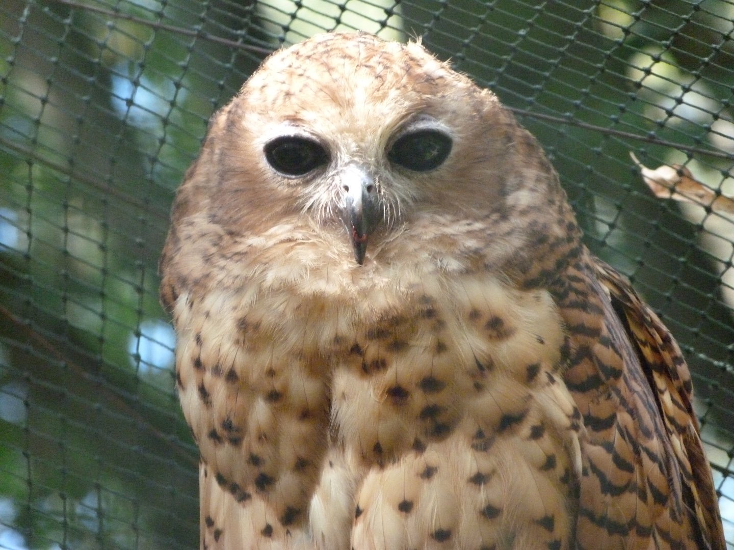 Pel's fishing-owl -Zoo Praha (2025)