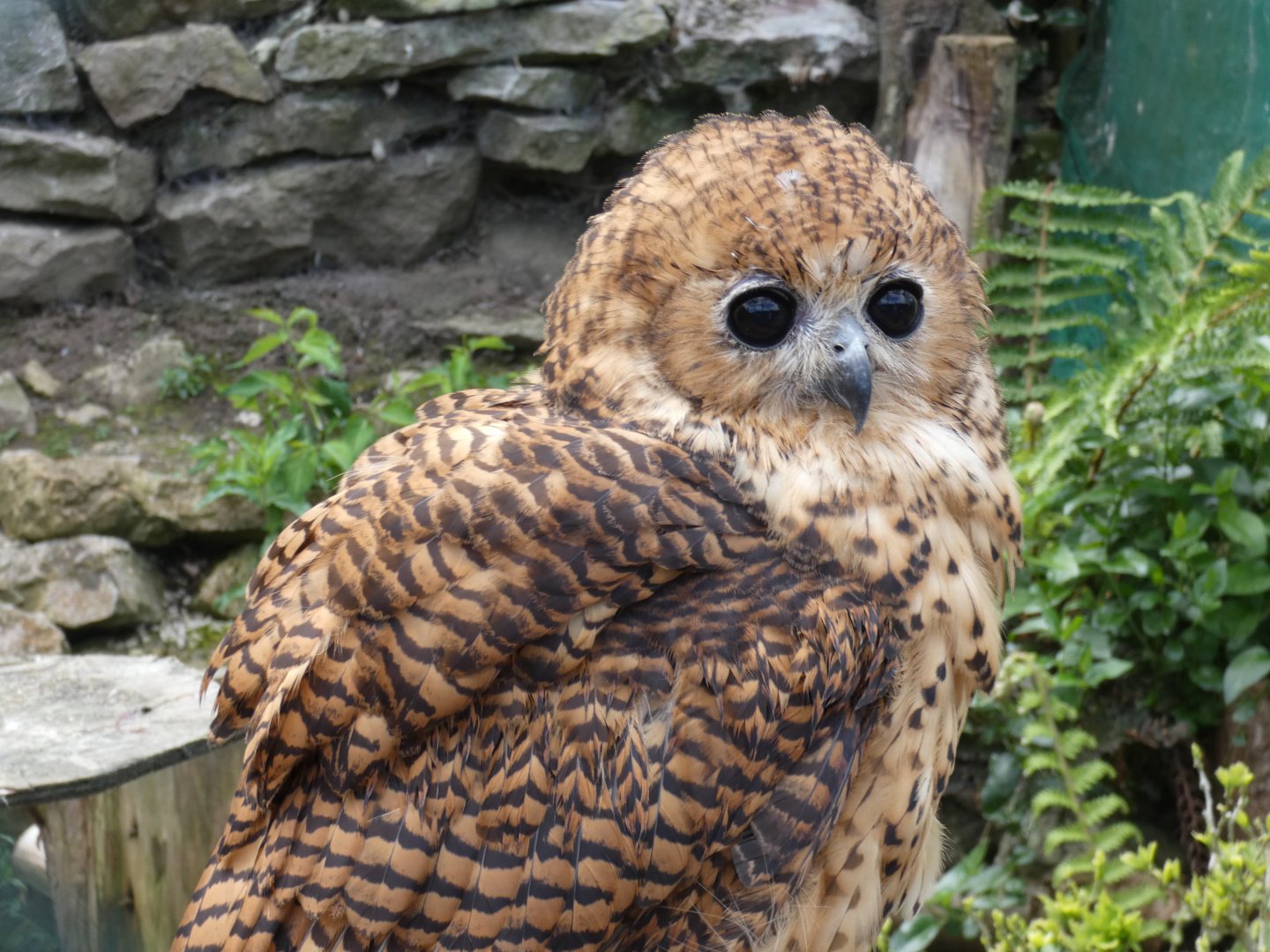 Pel's fishing owl
