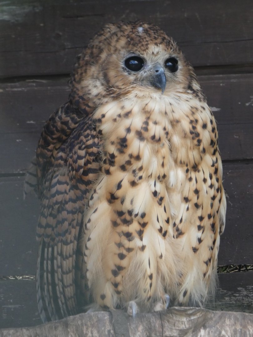 Pel's fishing owl