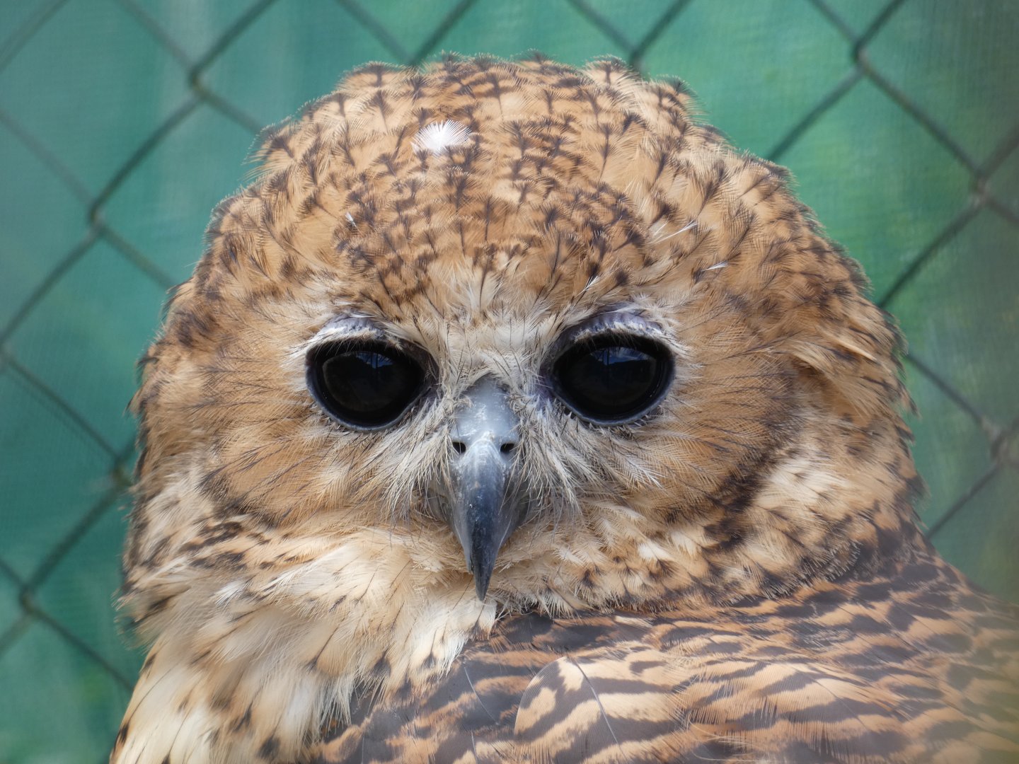 Pel's fishing owl