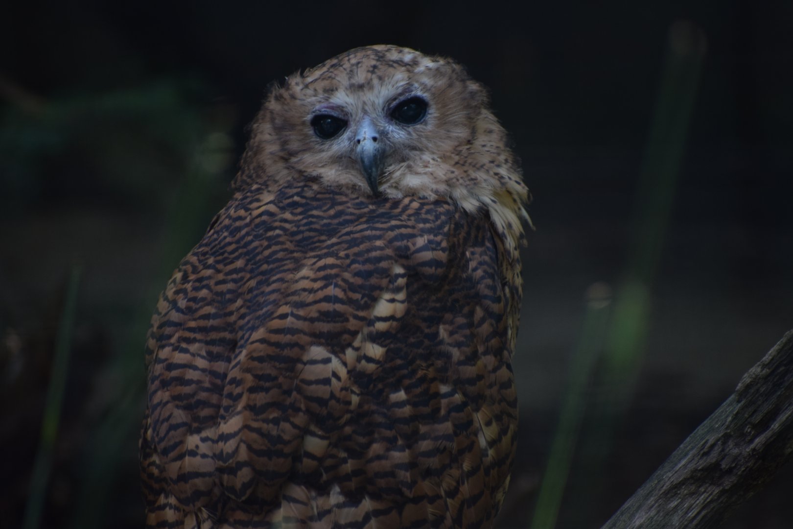 Pel's fishing owl