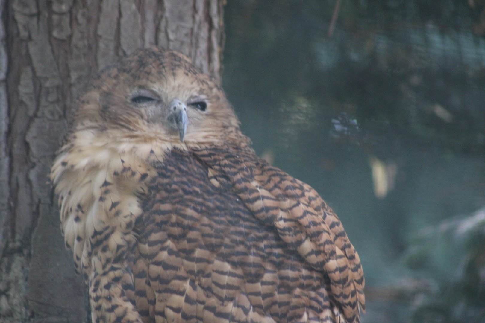 Pel's Fishing Owl