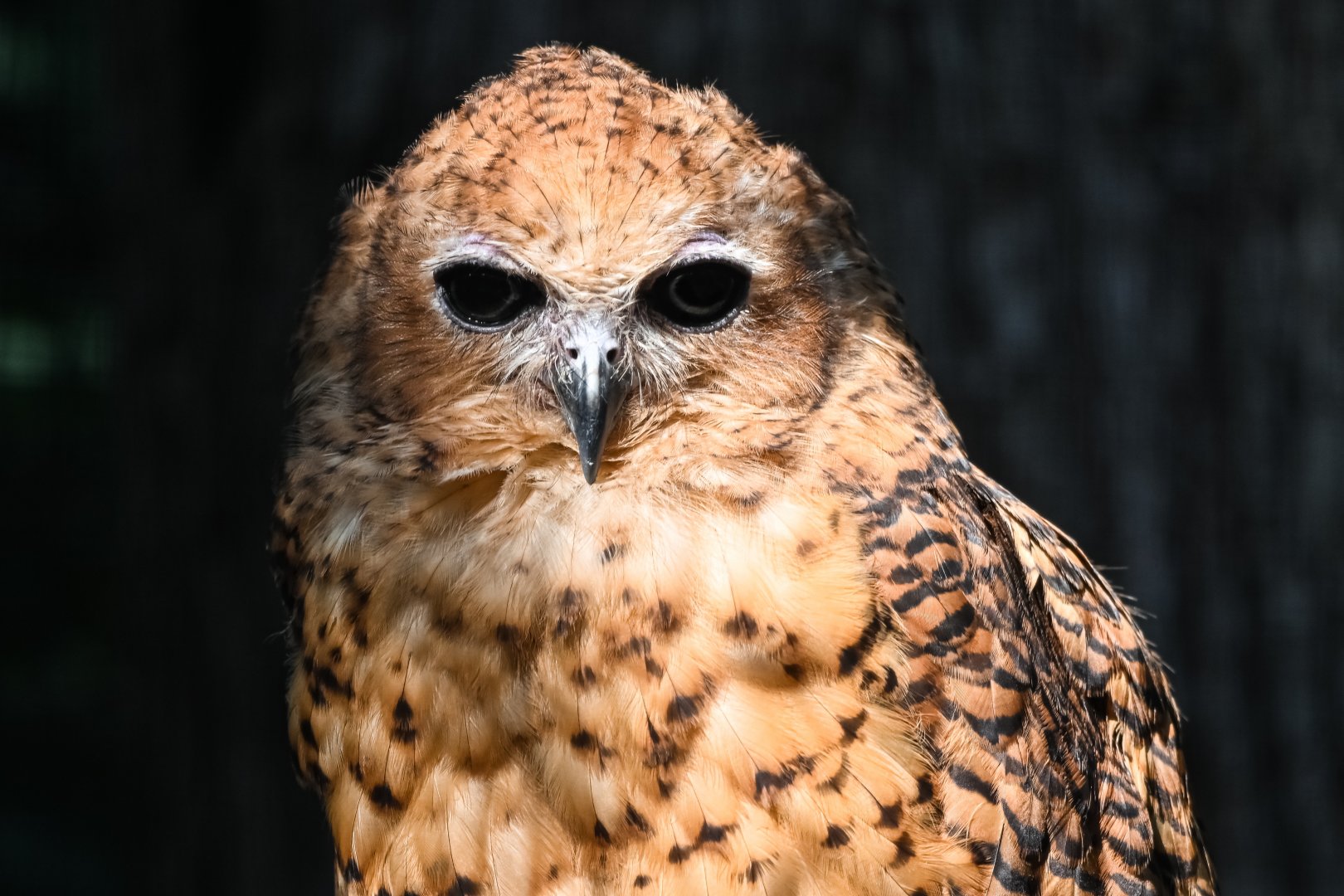 Pel's fishing owl