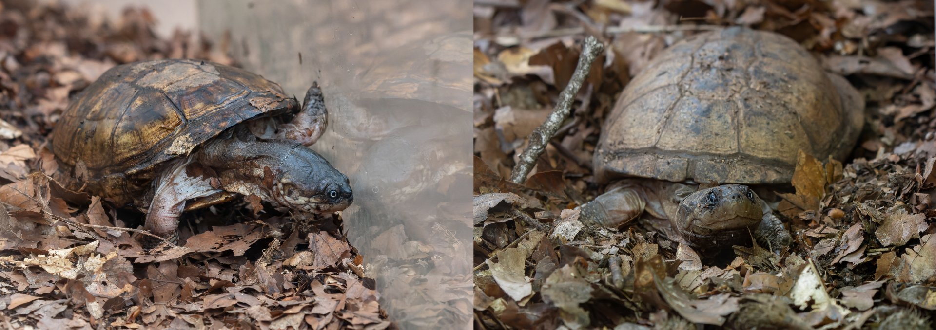 Pelusios castaneus x subniger? - Zoo Plzeň
