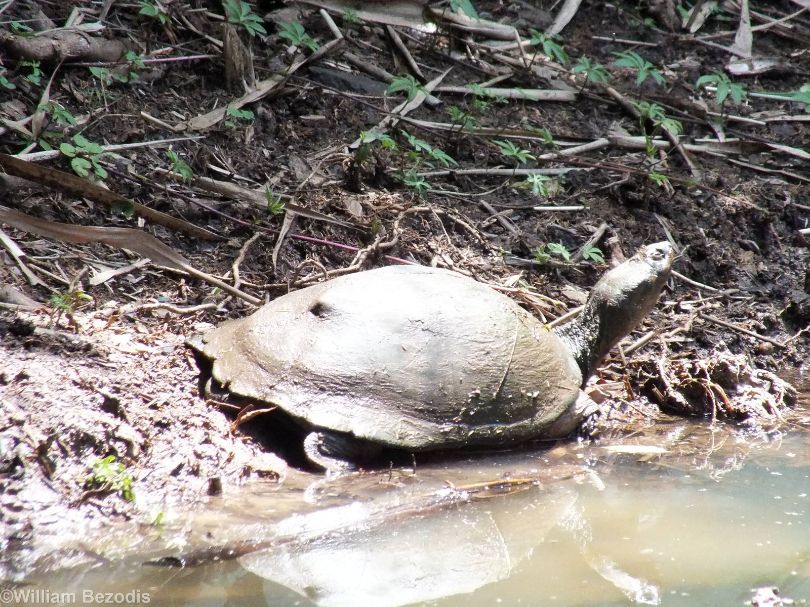 Pelusios sp. - Nairobi Safari Walk