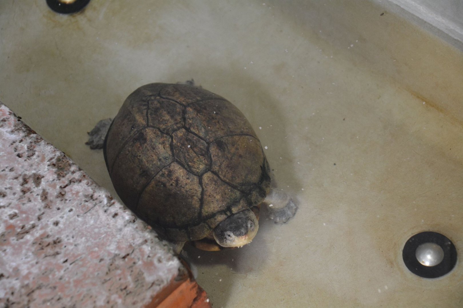 Pelusios species, ID?