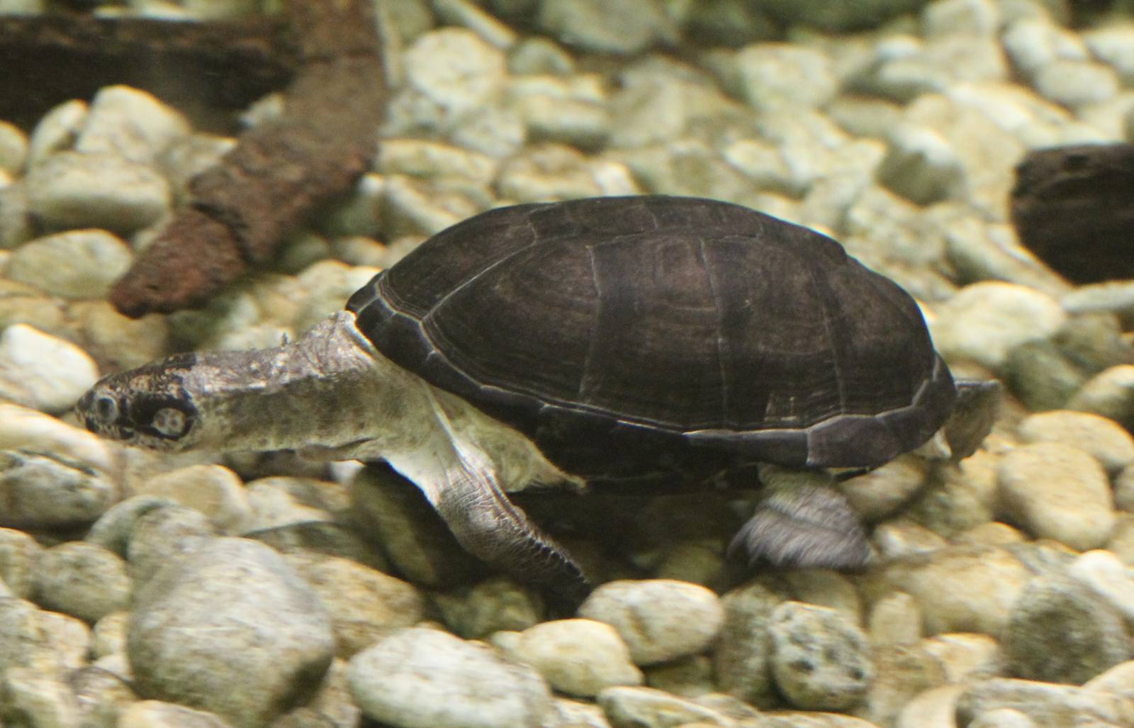 Pelusios turtle species