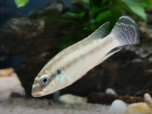 Pelvicachromis drachenfelsi