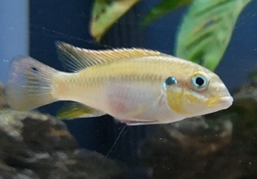 Pelvicachromis drachenfelsi