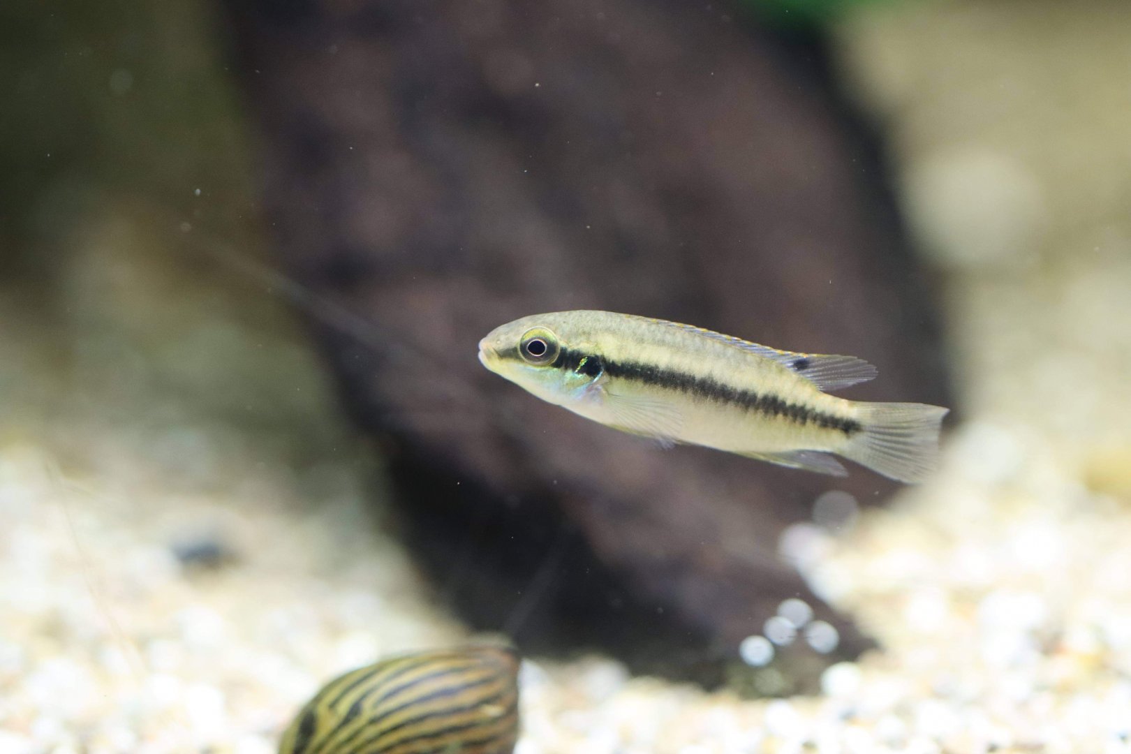 Pelvicachromis ID