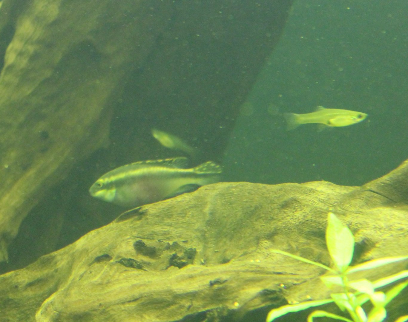 Pelvicachromis pulcher and Guppy