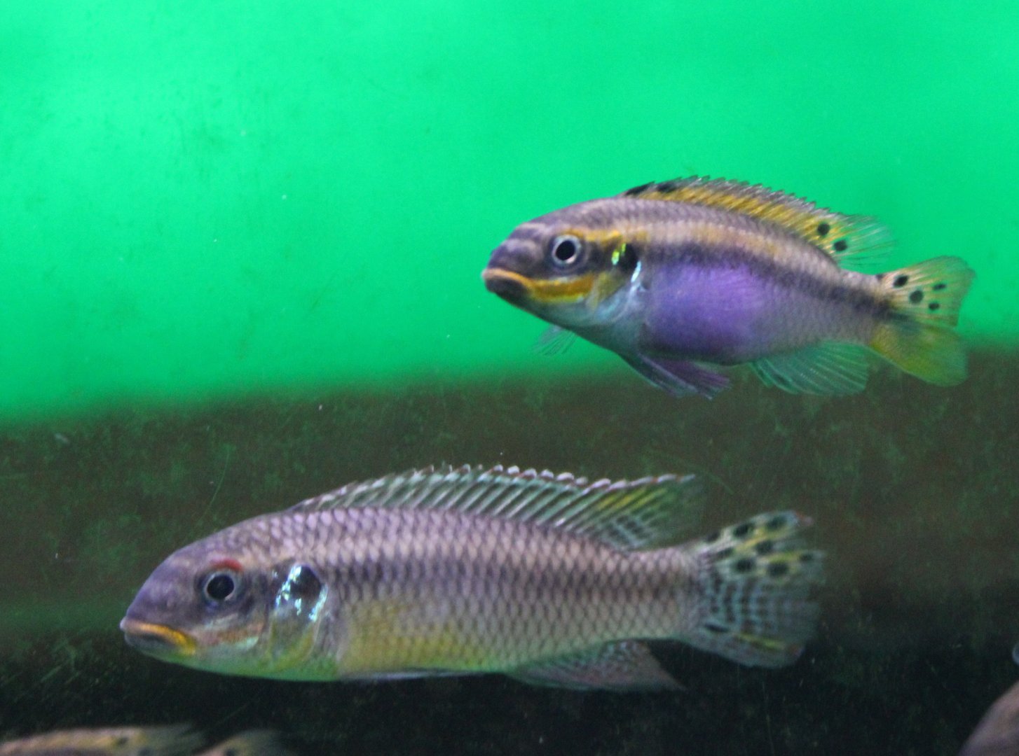 Pelvicachromis pulcher "Moliwe"