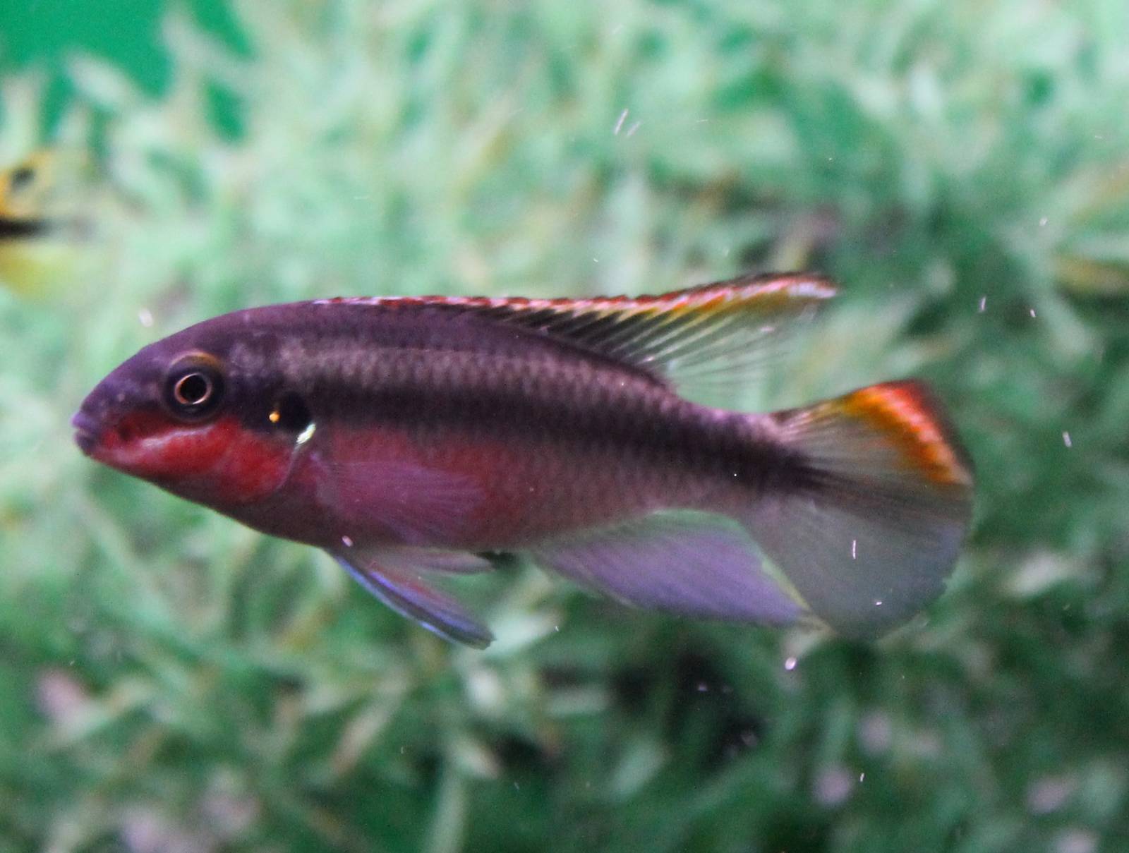 Pelvicachromis pulcher