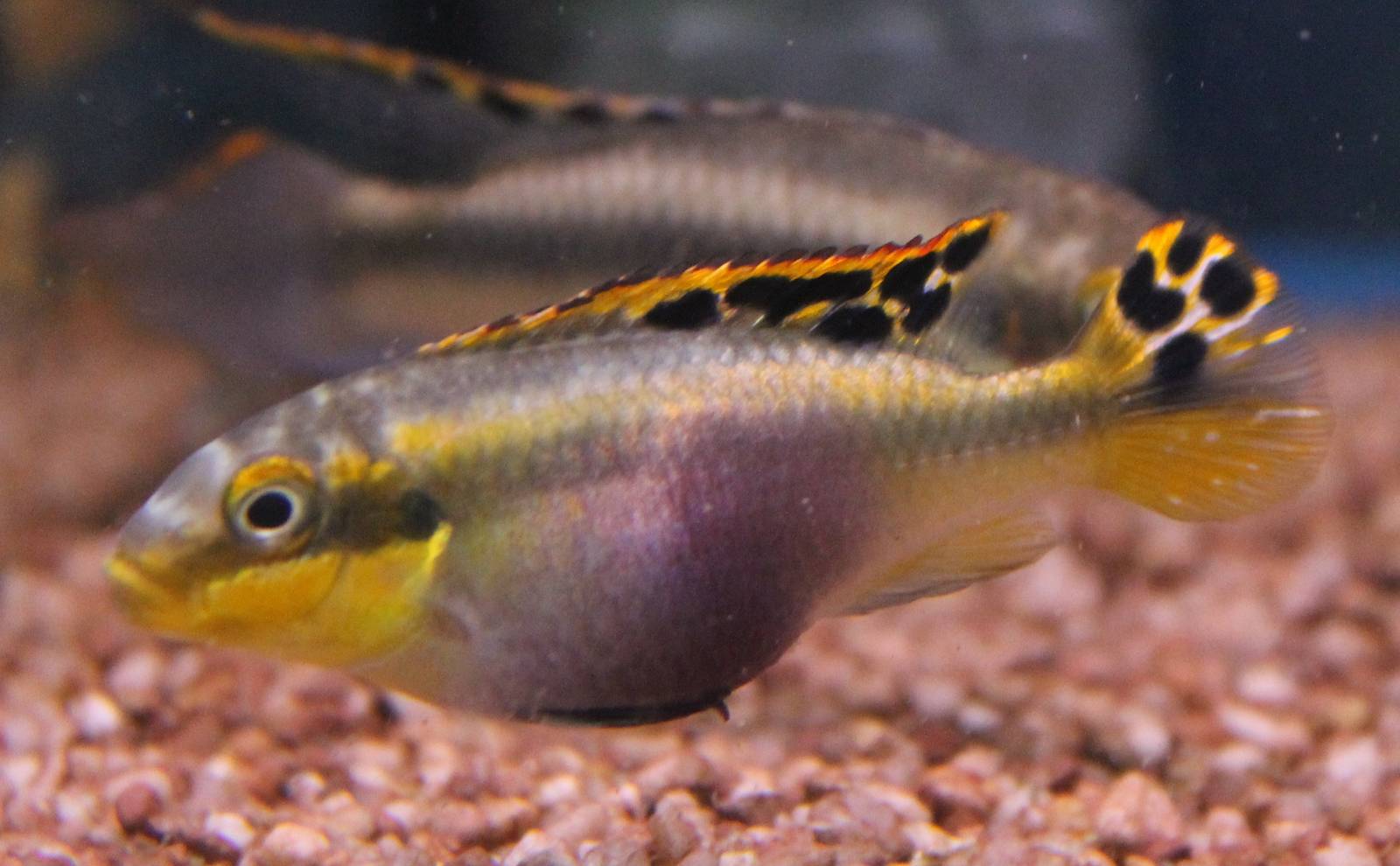 Pelvicachromis pulcher