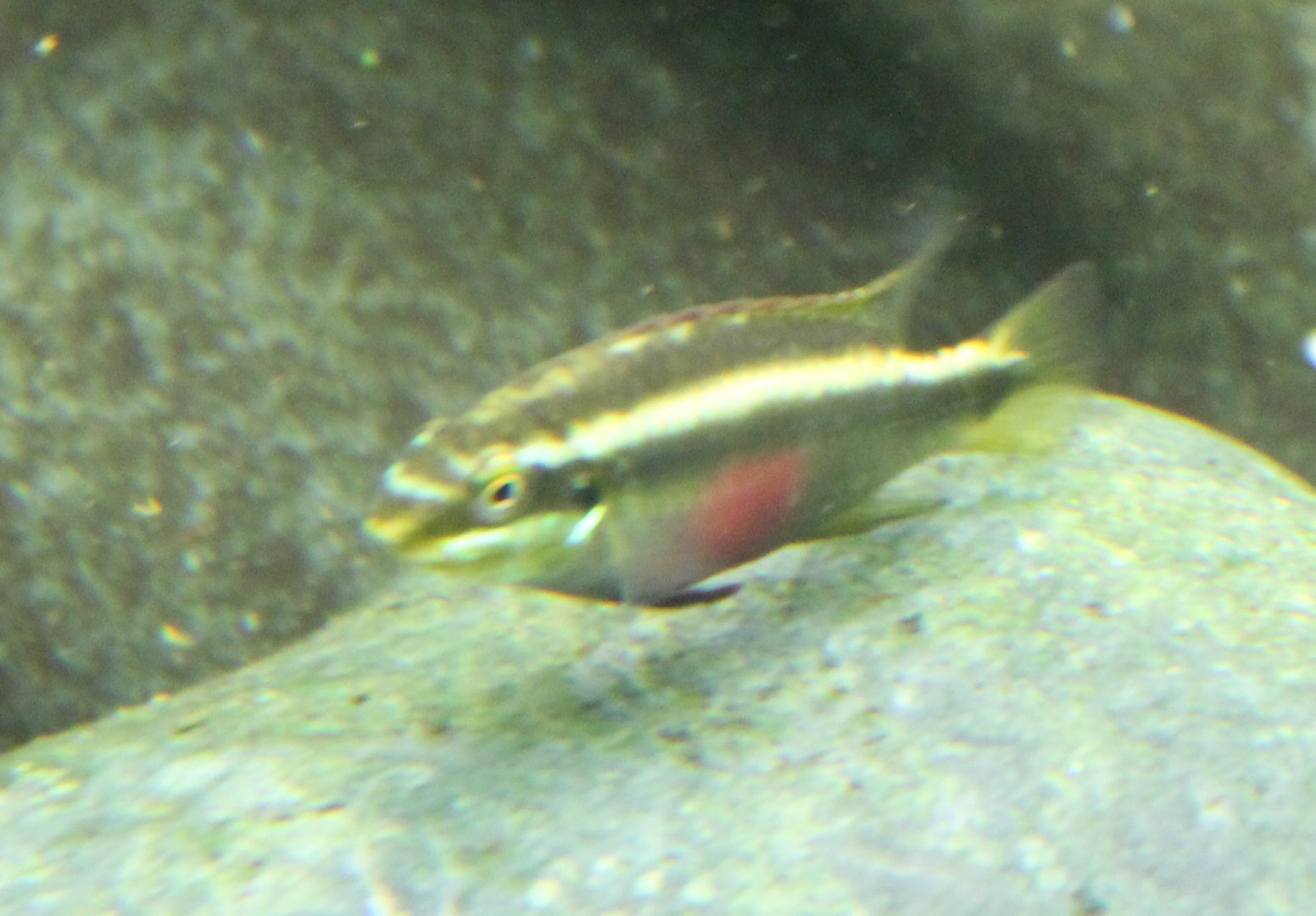 Pelvicachromis pulcher