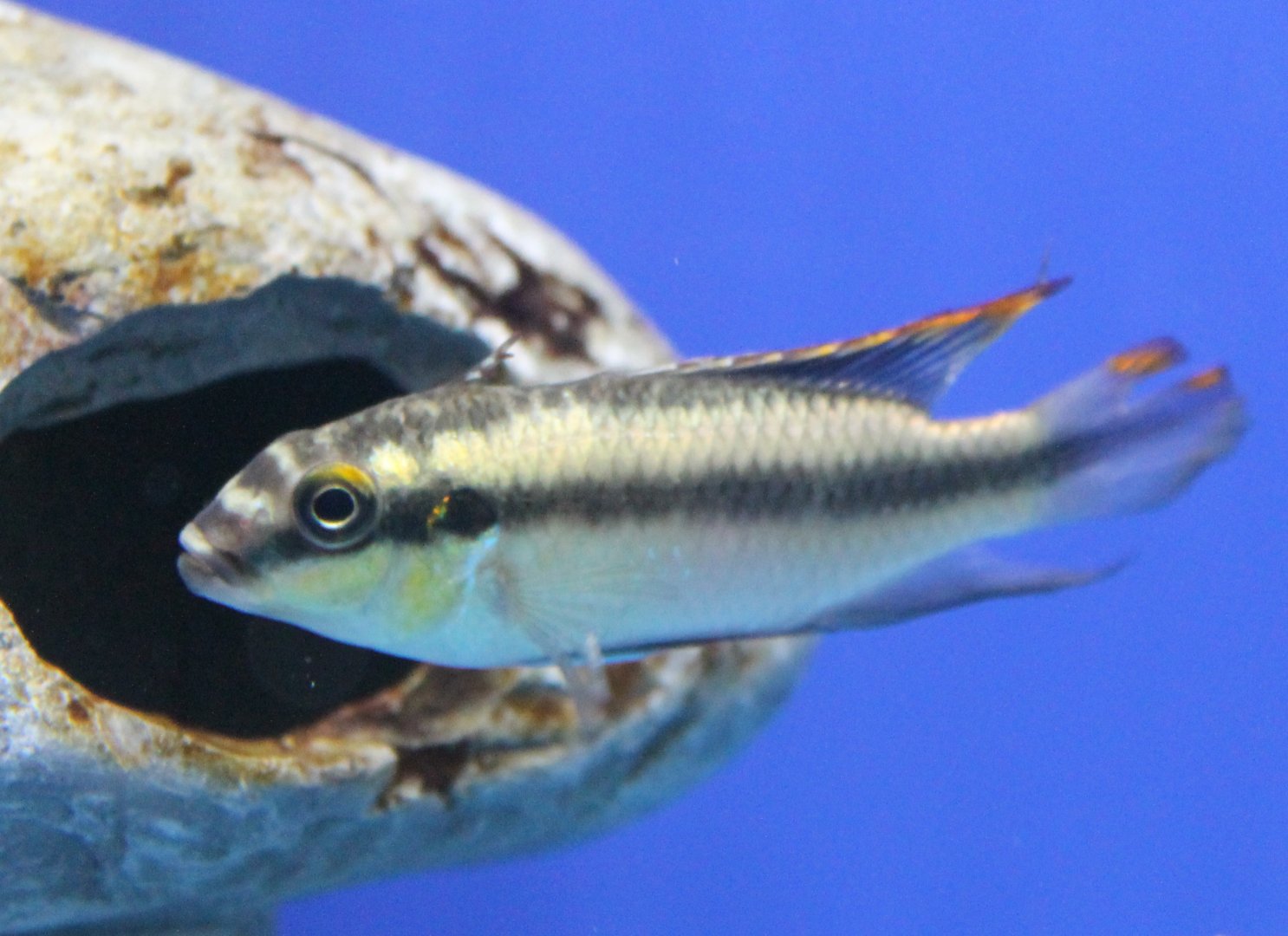 Pelvicachromis pulcher