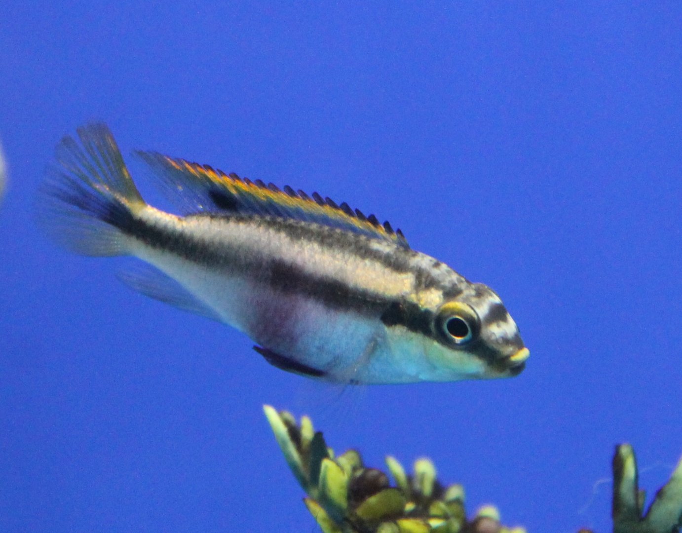 Pelvicachromis pulcher