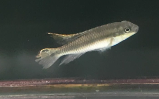 Pelvicachromis pulcher