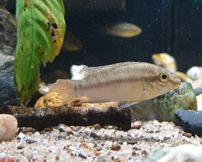 Pelvicachromis silviae