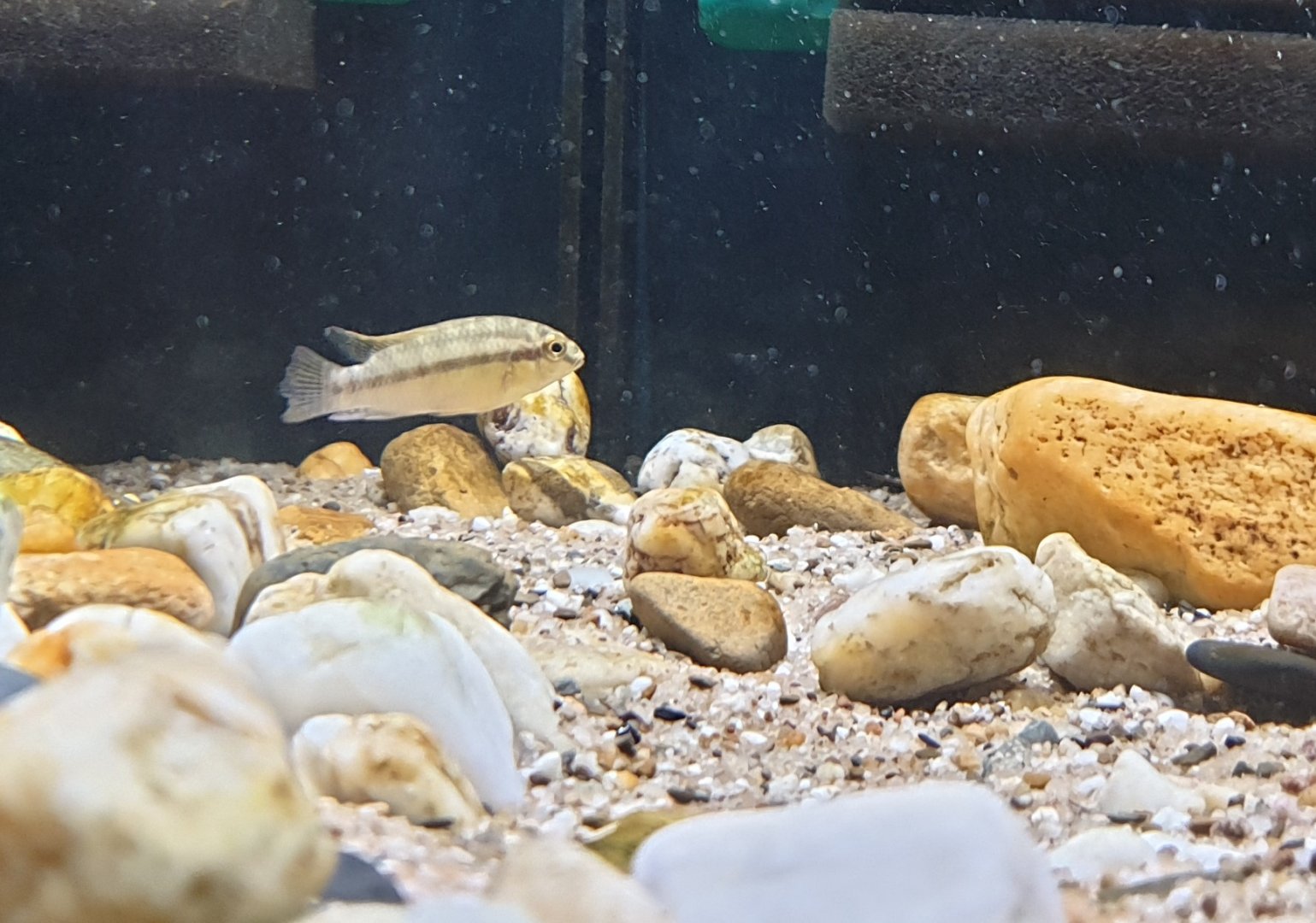 Pelvicachromis silviae