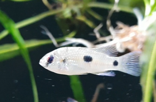 Pelvicachromis thomasi