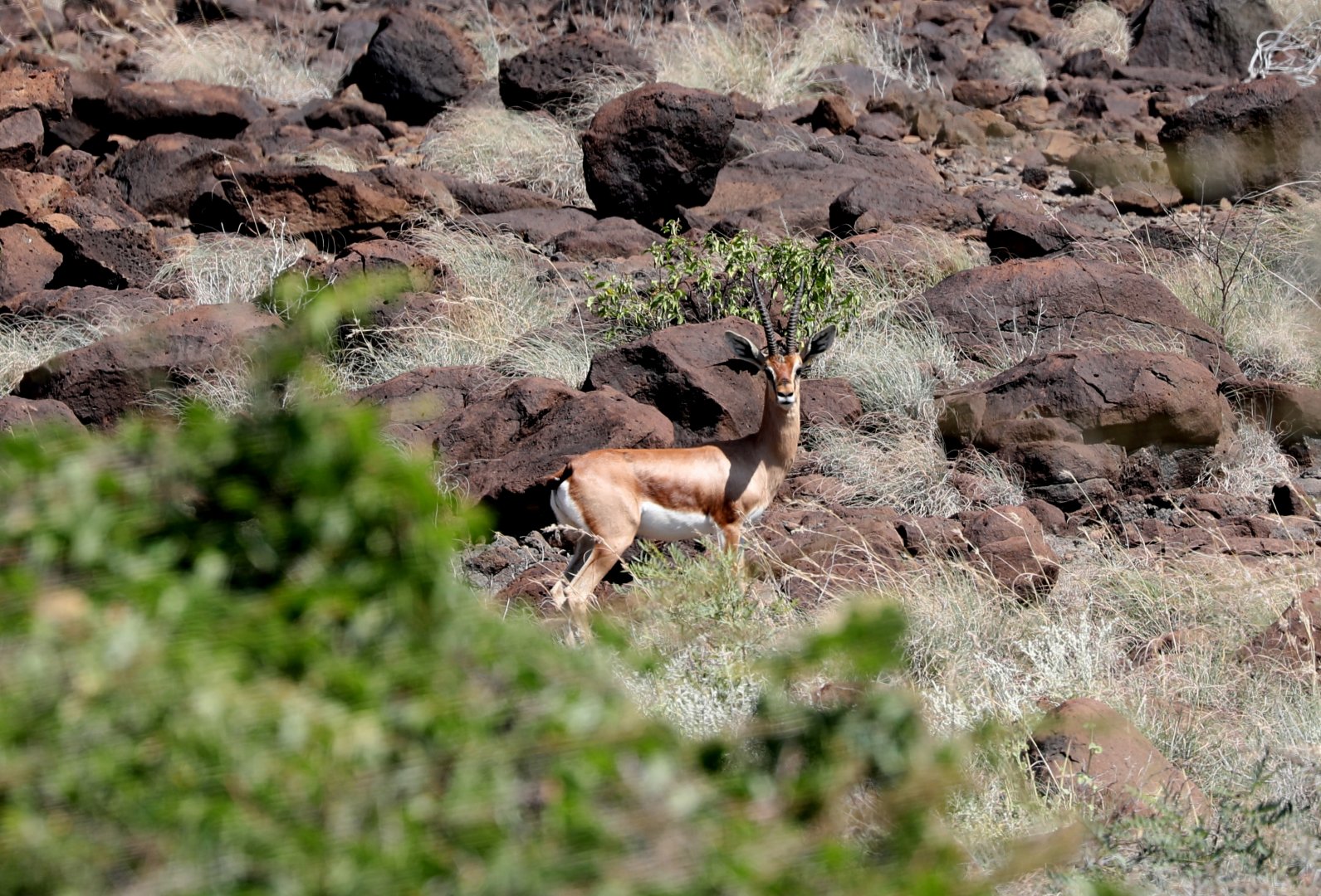 Pelzeln's Gazelle (Gazella dorcas pelzelnii)