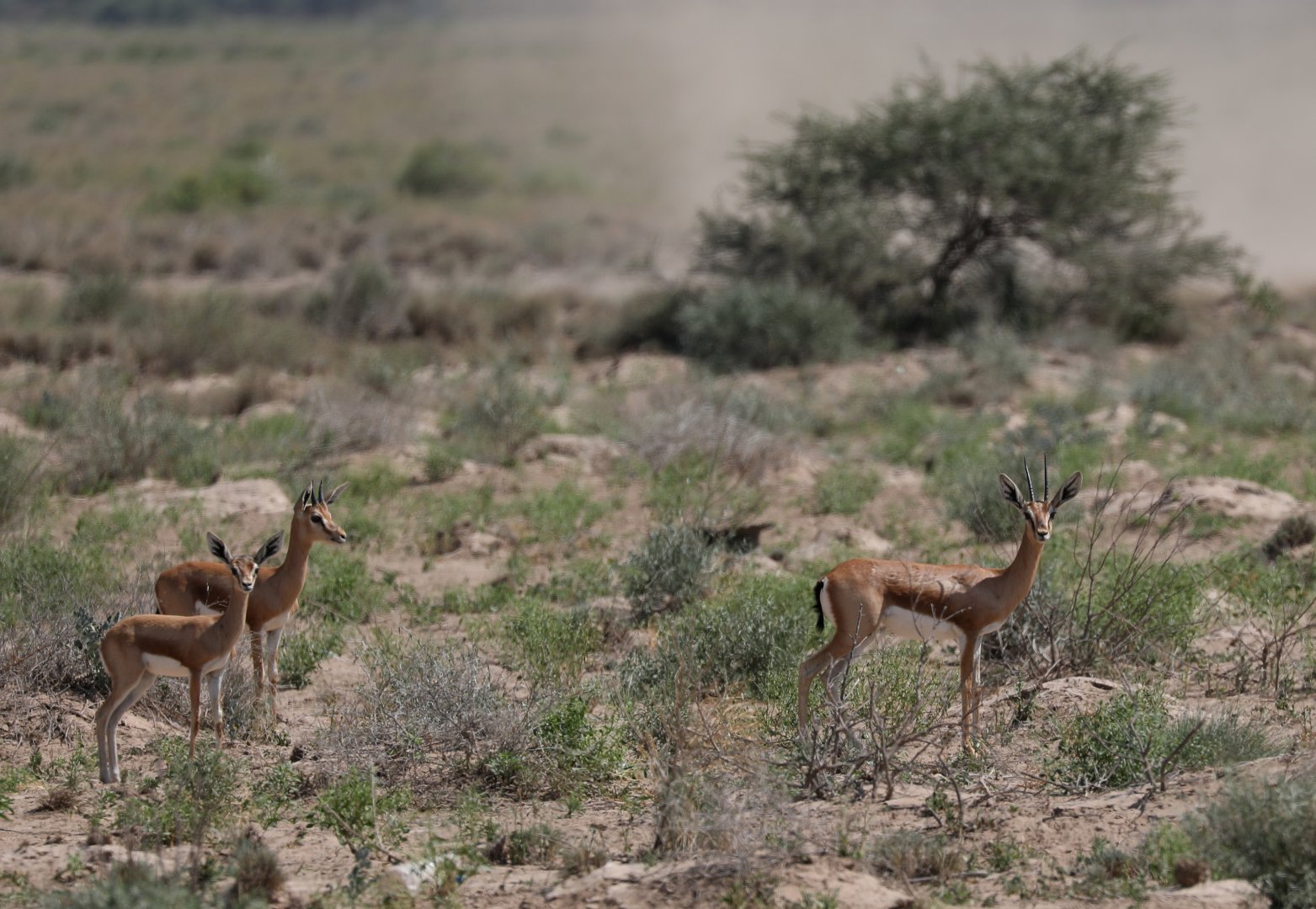 Pelzeln's Gazelle (Gazella dorcas pelzelnii)