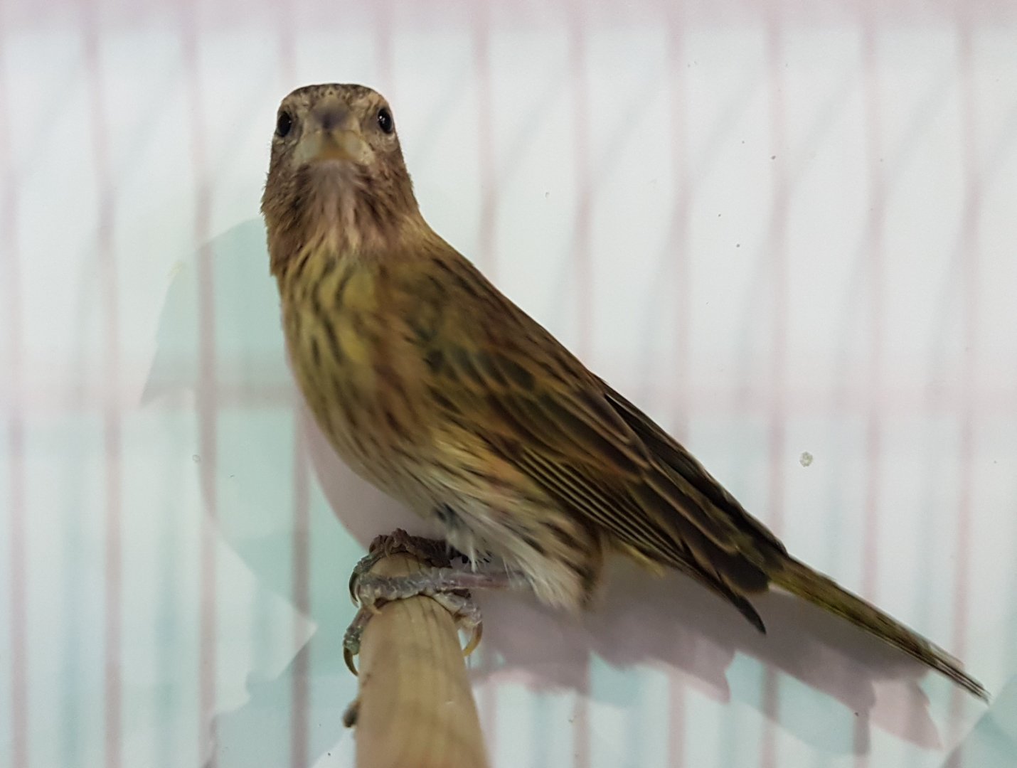 Pelzner saffron-finch