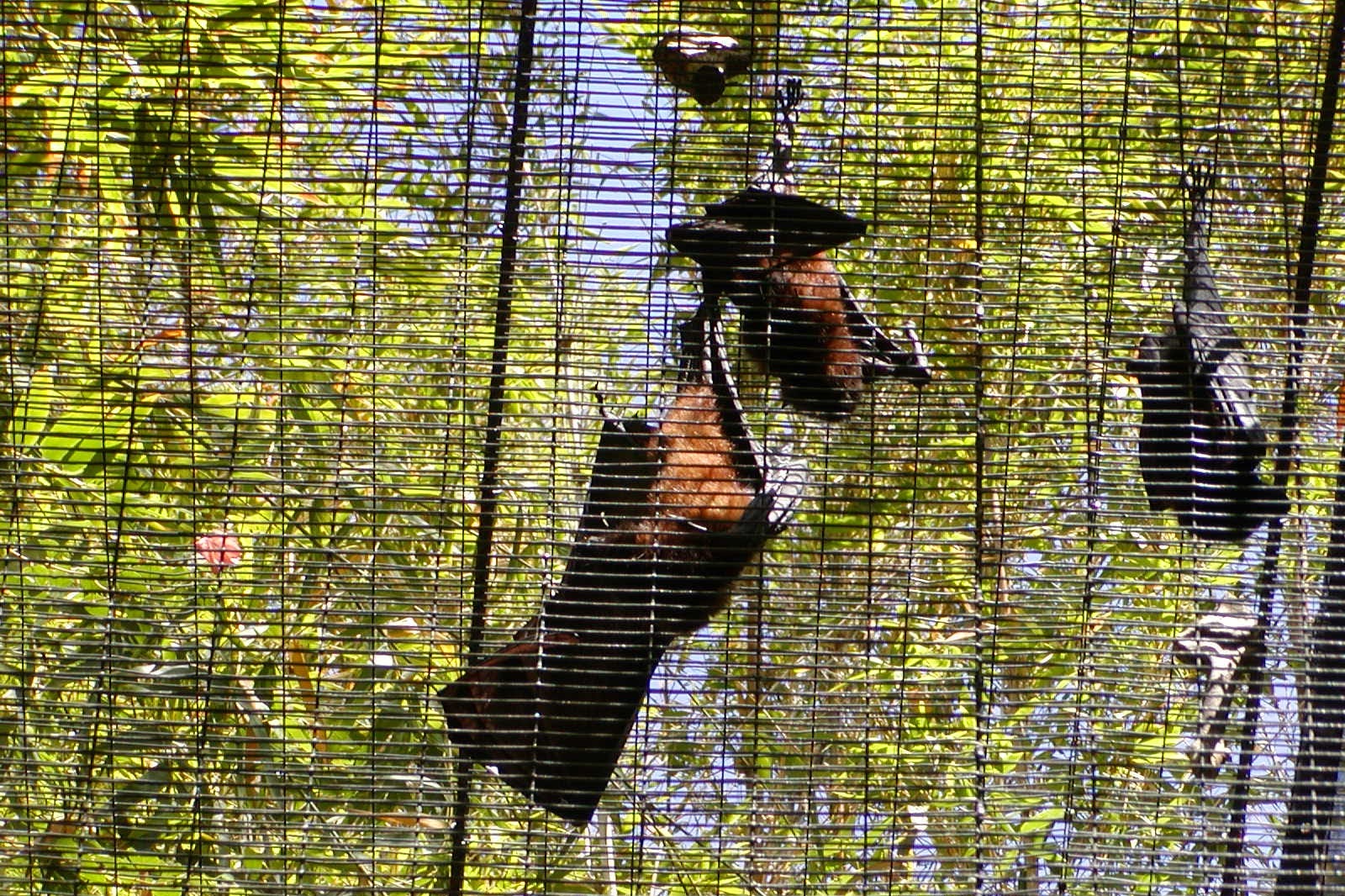 Pemba Flying Fox - 2006