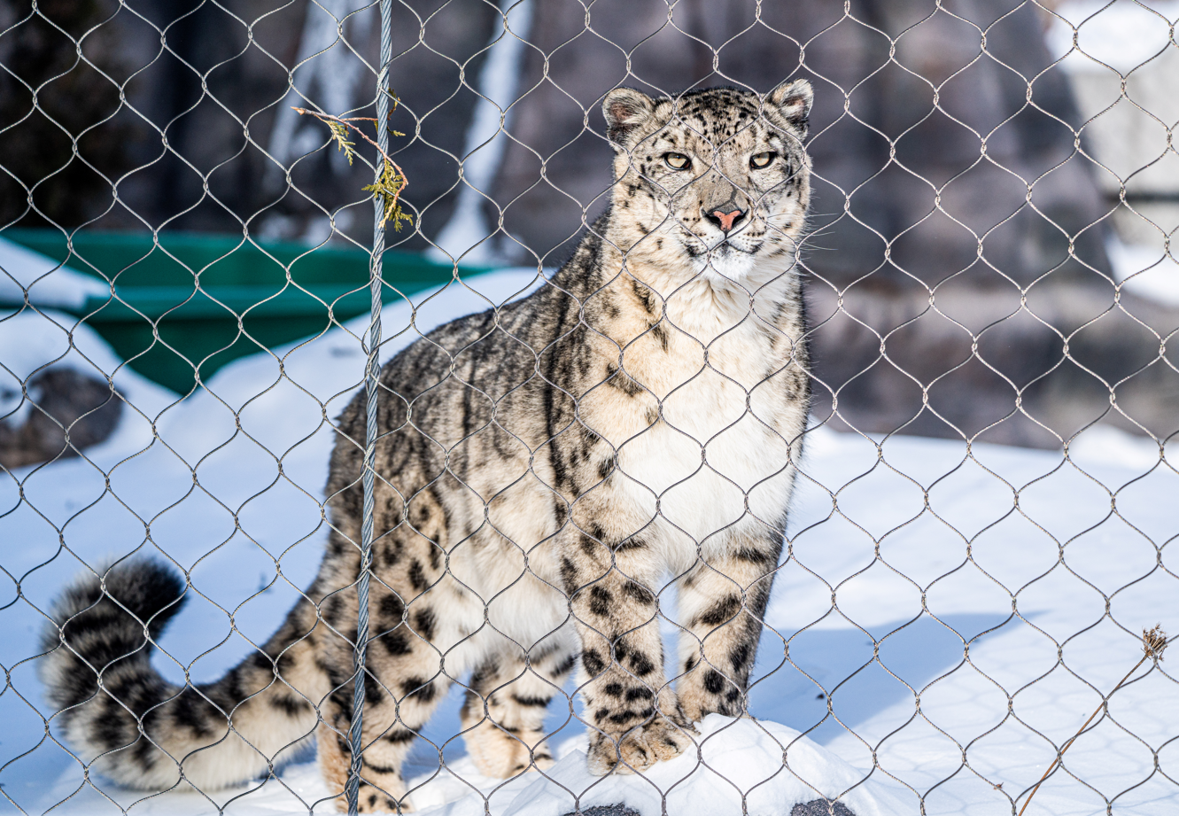 Pemba the male Snow Leopard