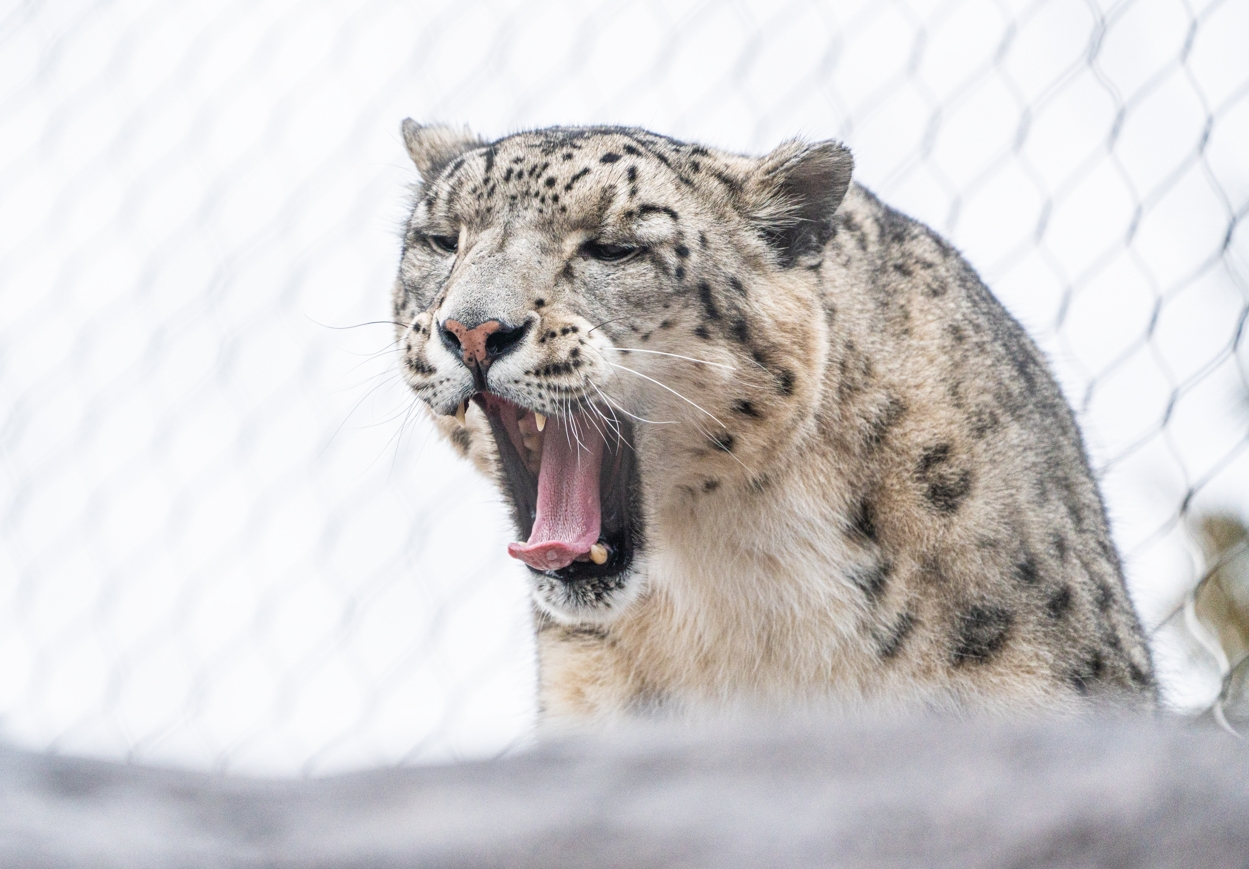 Pemba the male Snow Leopard