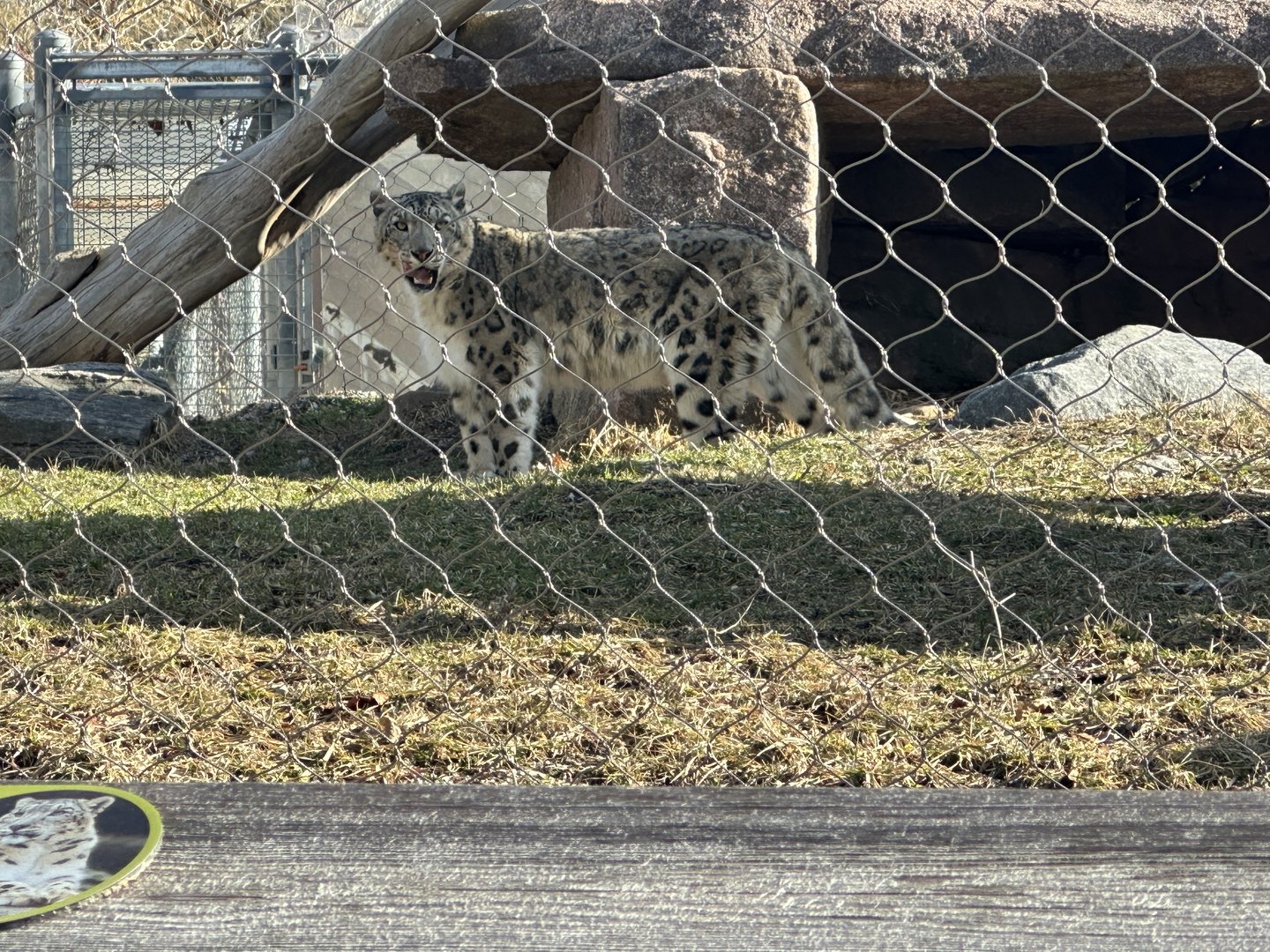 Pemba the Snow Leopard