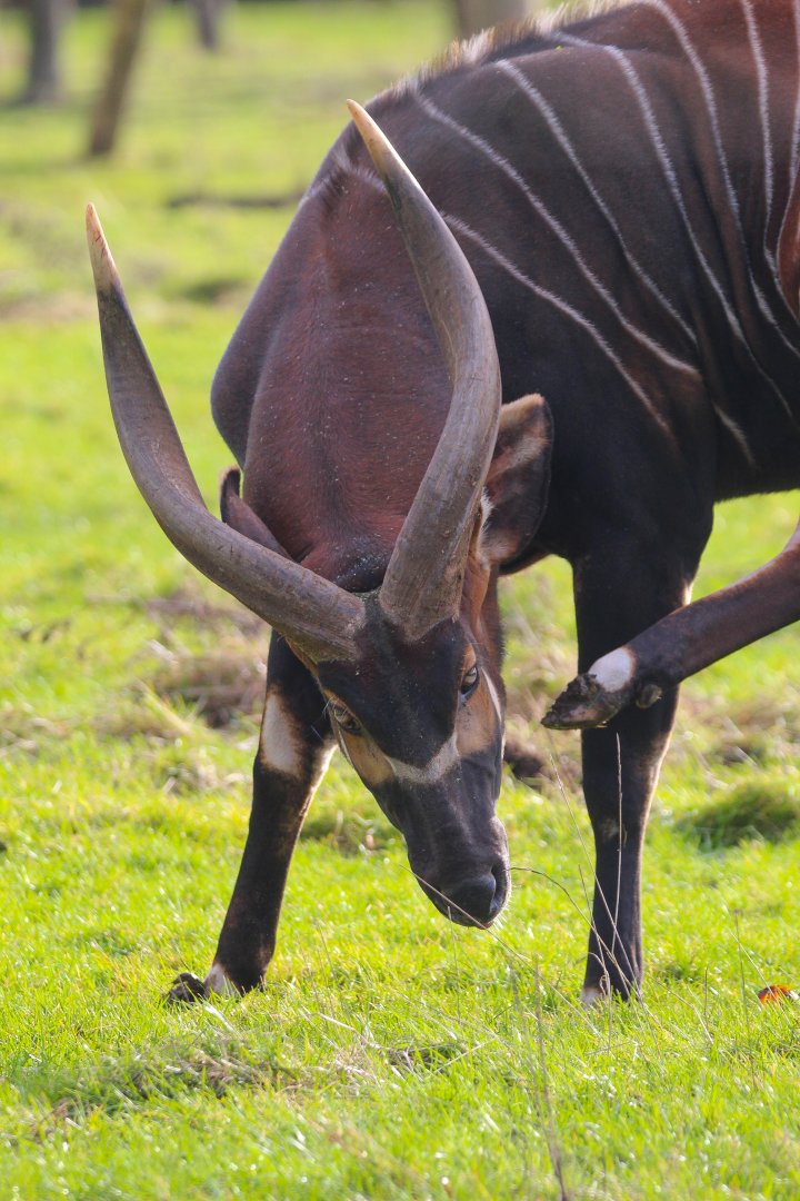 Pembe, Male Eastern Bongo- 25th January 2025