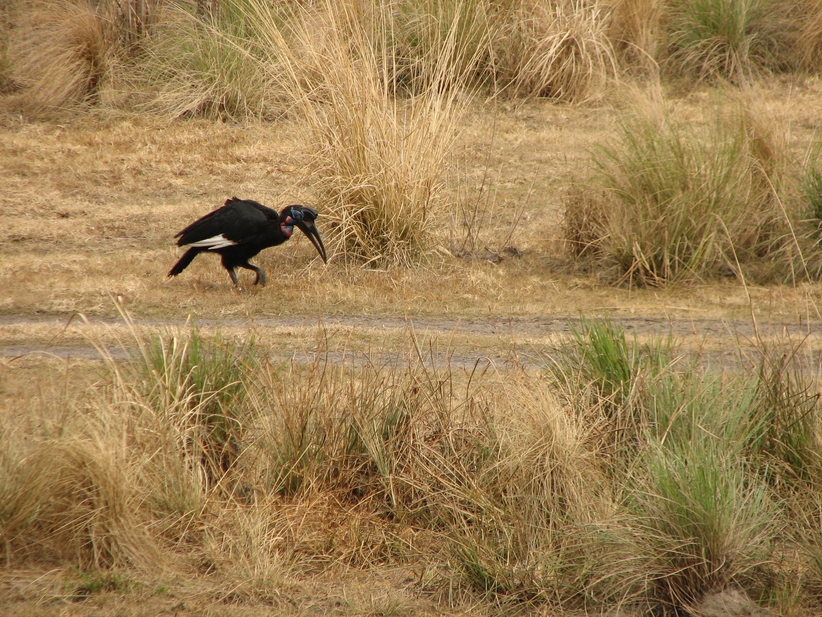 Pembe Savanna - Abyssinian Ground Hornbill