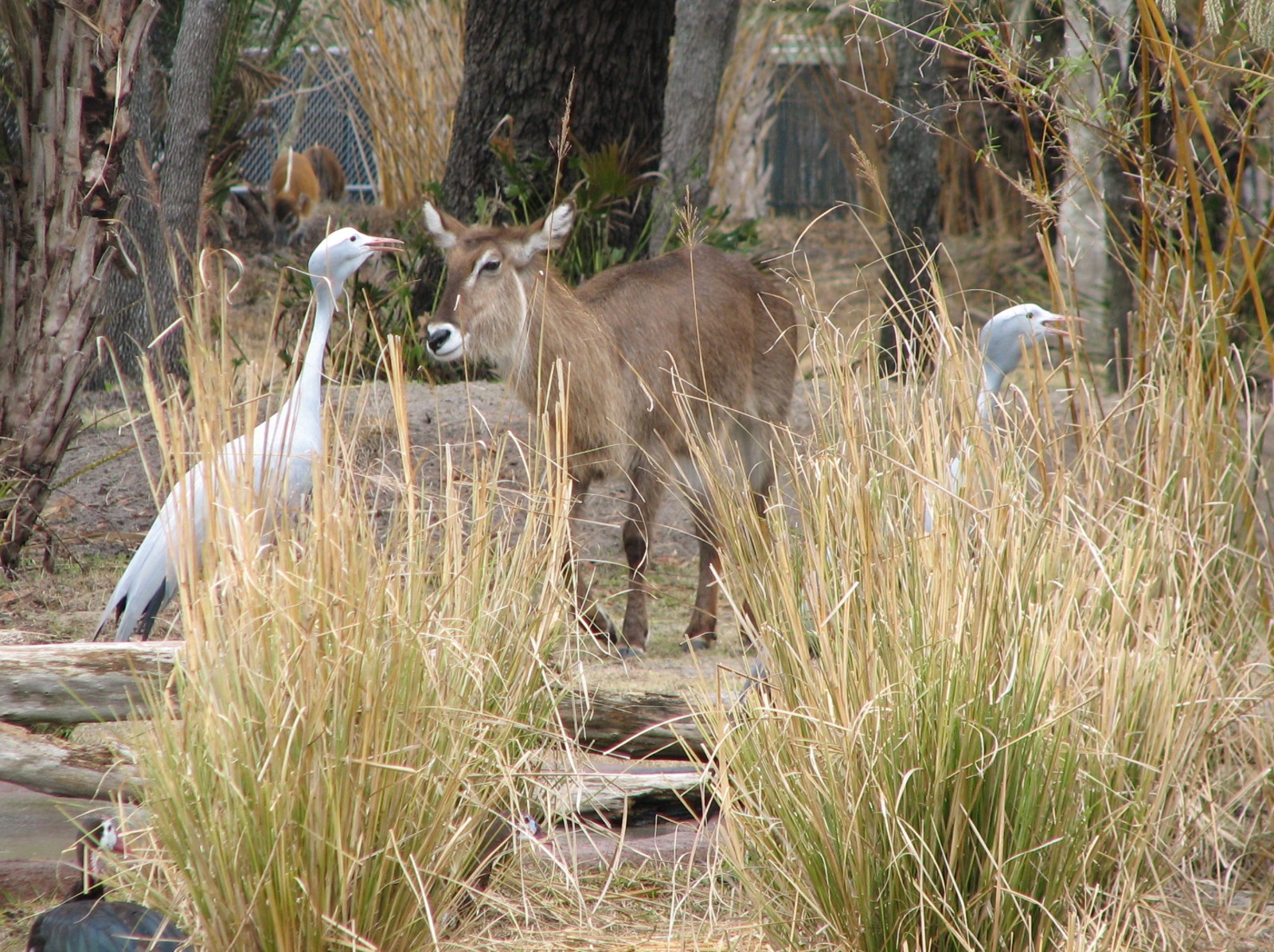 Pembe Savanna - Ellipsen Waterbuck and Blue Crane