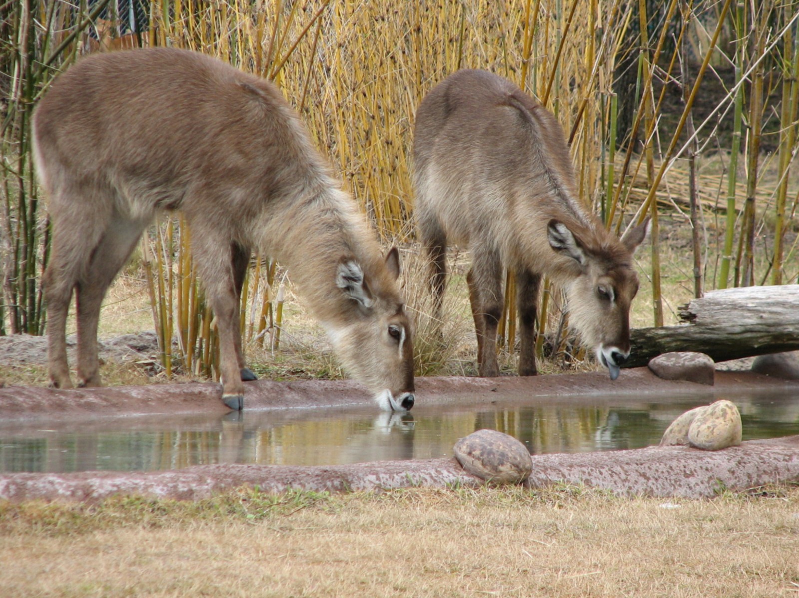 Pembe Savanna - Ellipsen Waterbuck