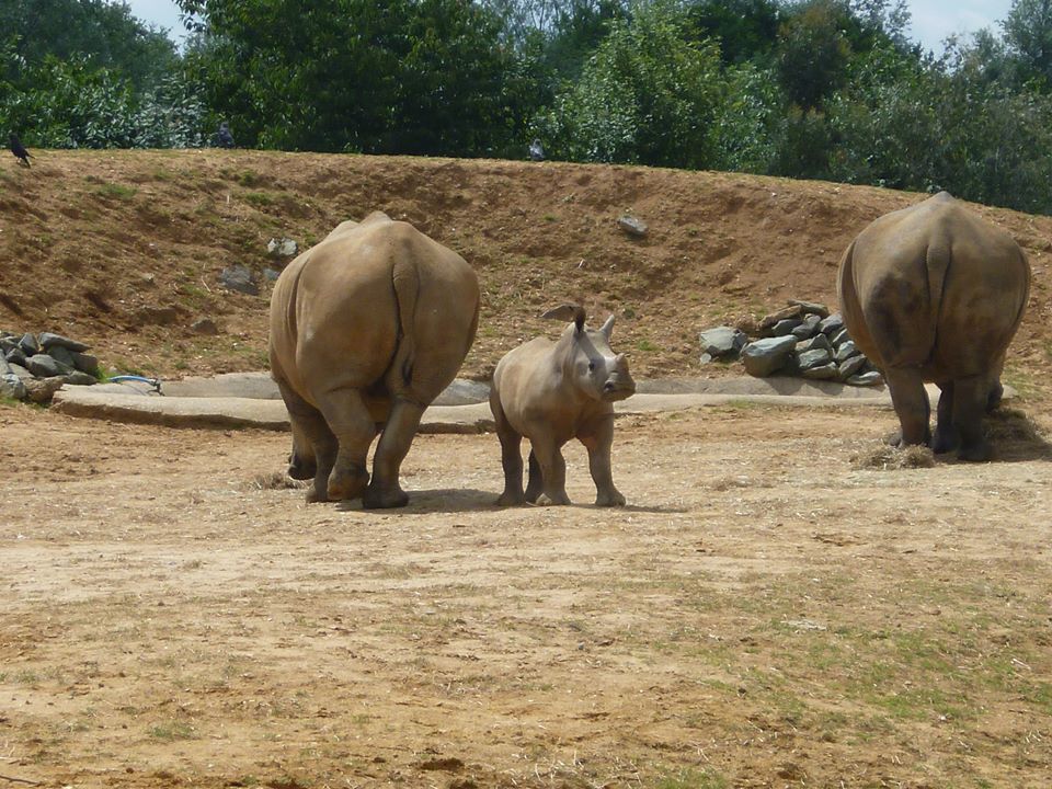 Pembe the  white rhino calf!
