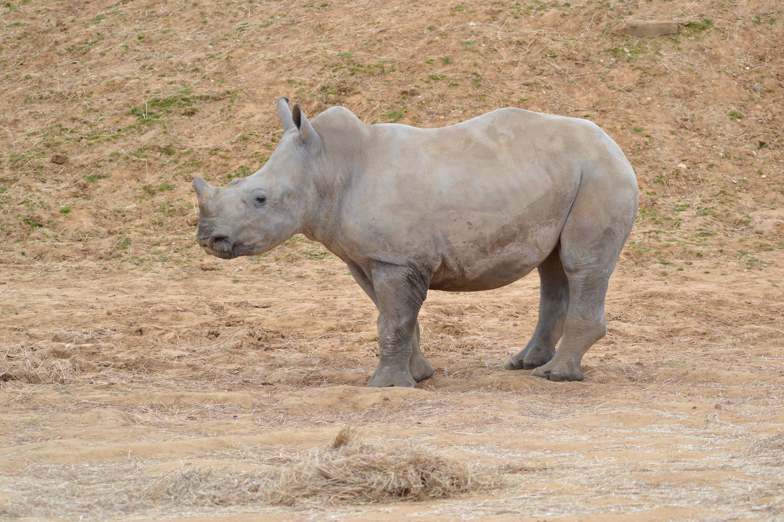 Pembe White Rhino