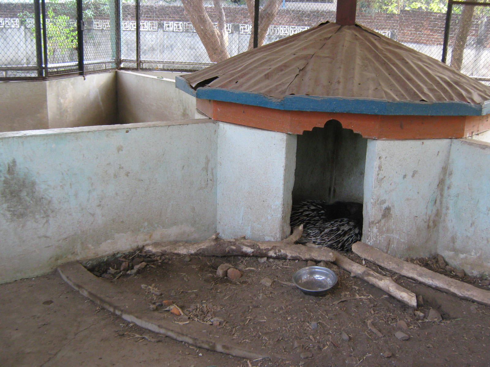 pen for Asian Crested Porcupines (Hystrix brachyura)