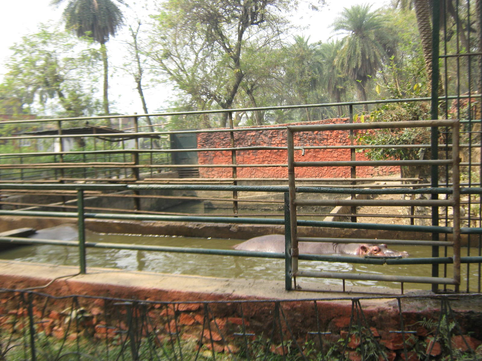 pen for common hippos