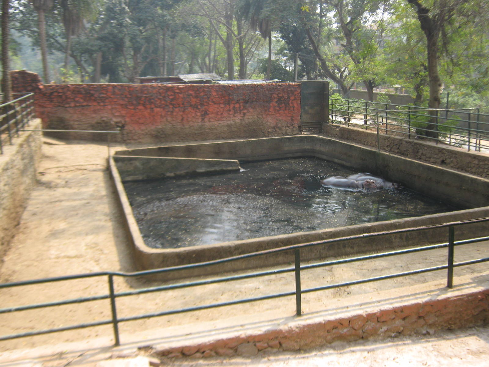 pen for common hippos