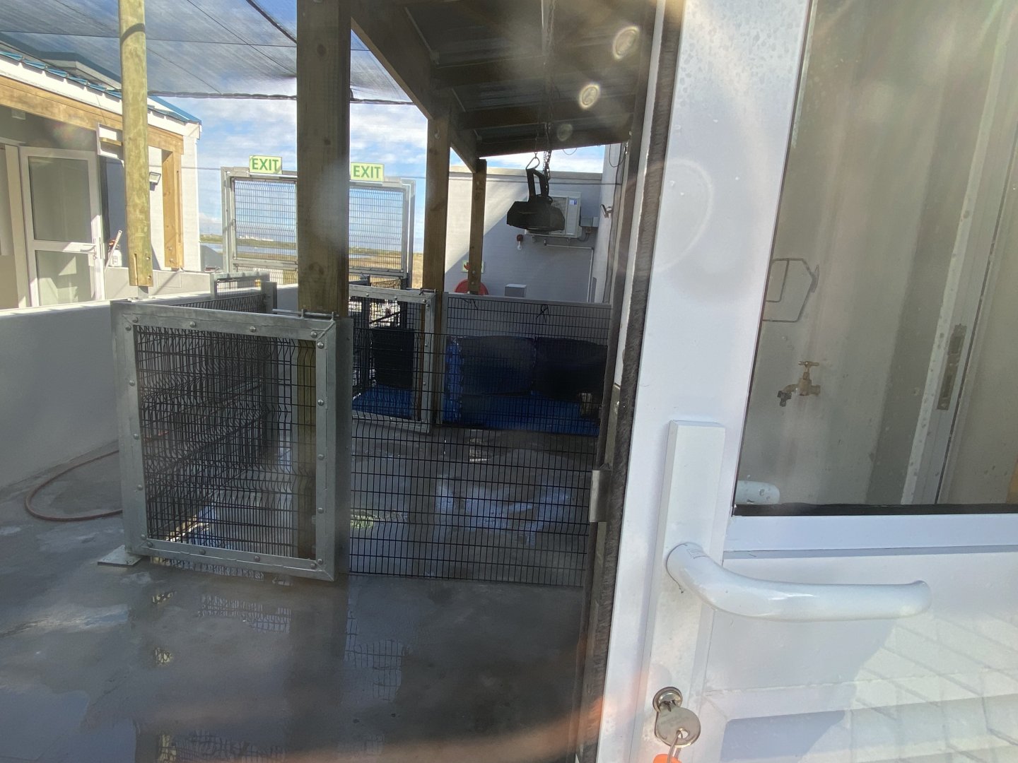 Pen for young African penguins