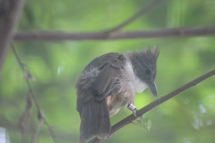 Penan bulbul (Alophoixus ruficrissus fowleri)