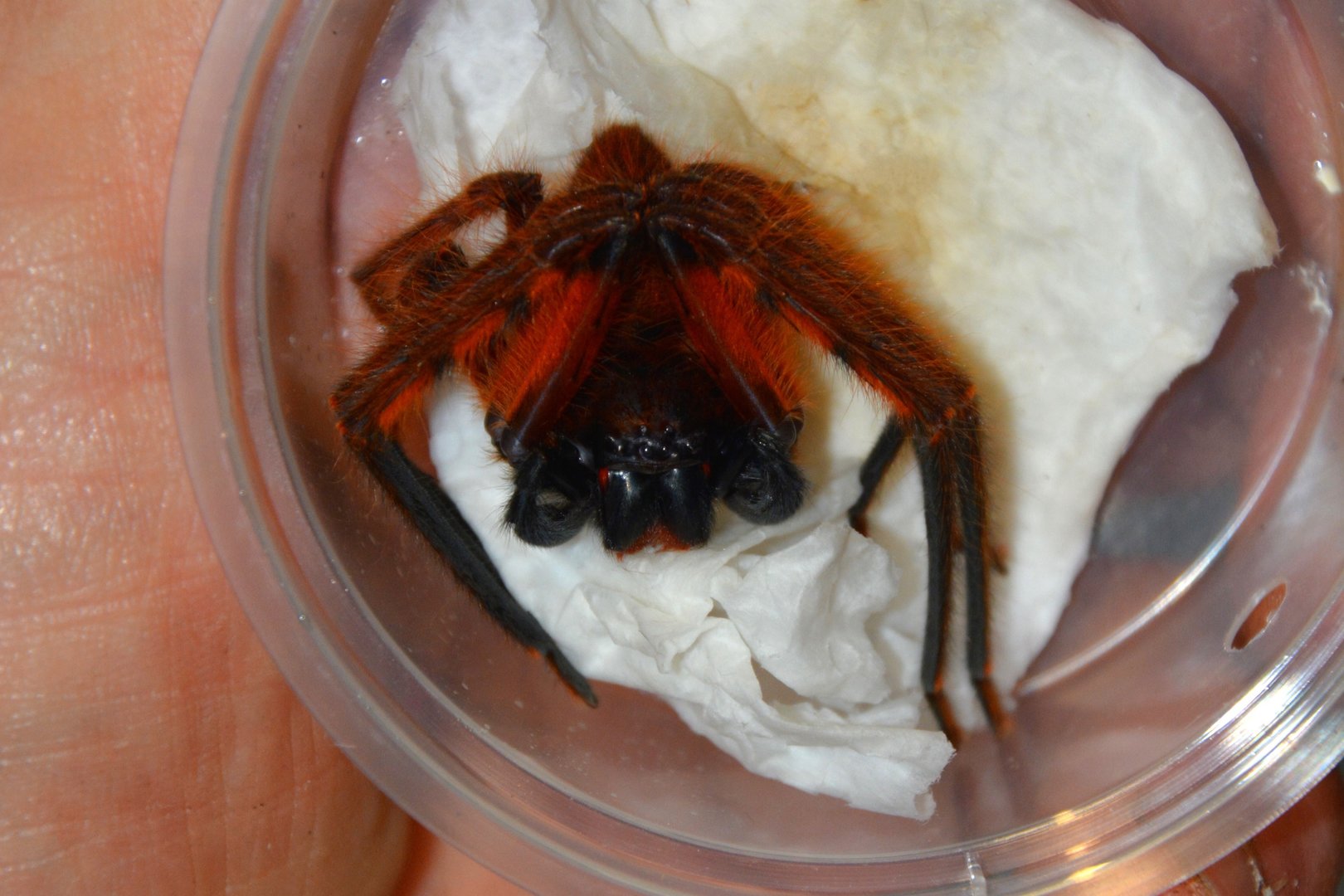 Penang red huntsman spider (Rhitymna pinangensis)